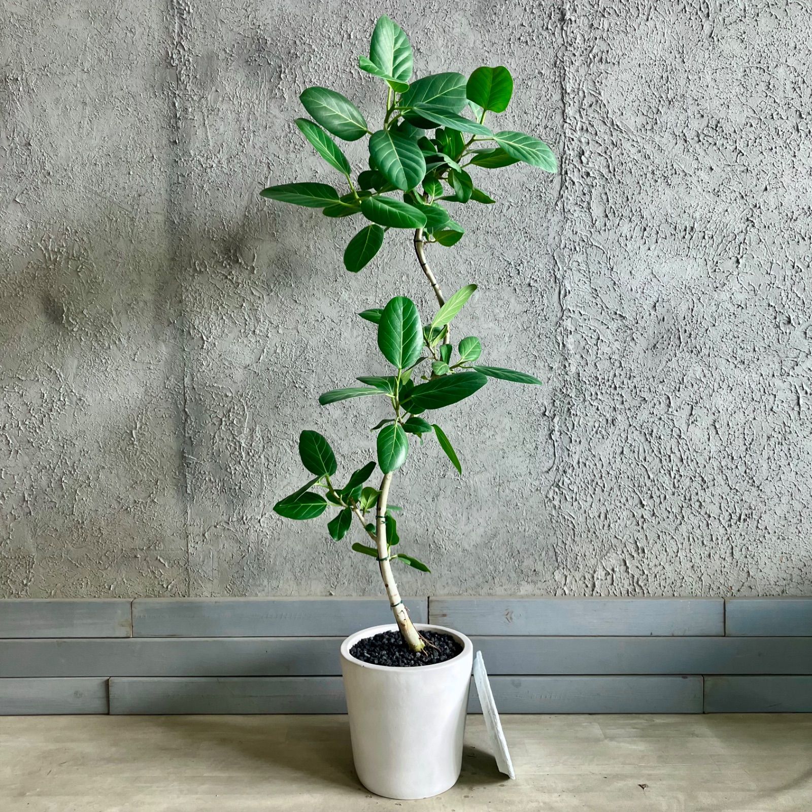 ウンベラータ 8号 特大苗木 フィカス ウンベラータ 曲がり仕立て 9号