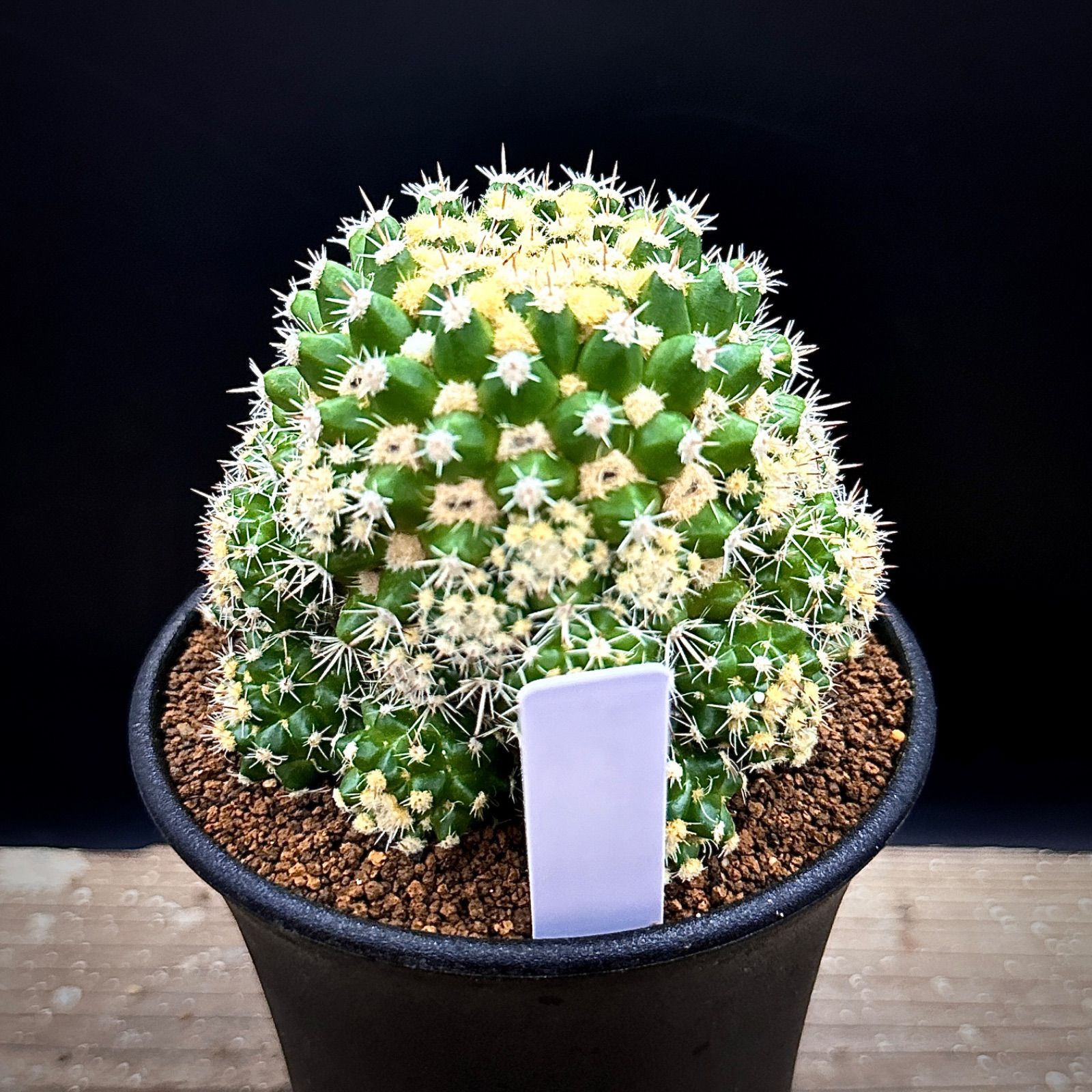 マミラリア　実生　個体名不明 マミラリア エイクラミー 実生 抜き苗で発送 4 - メルカリ