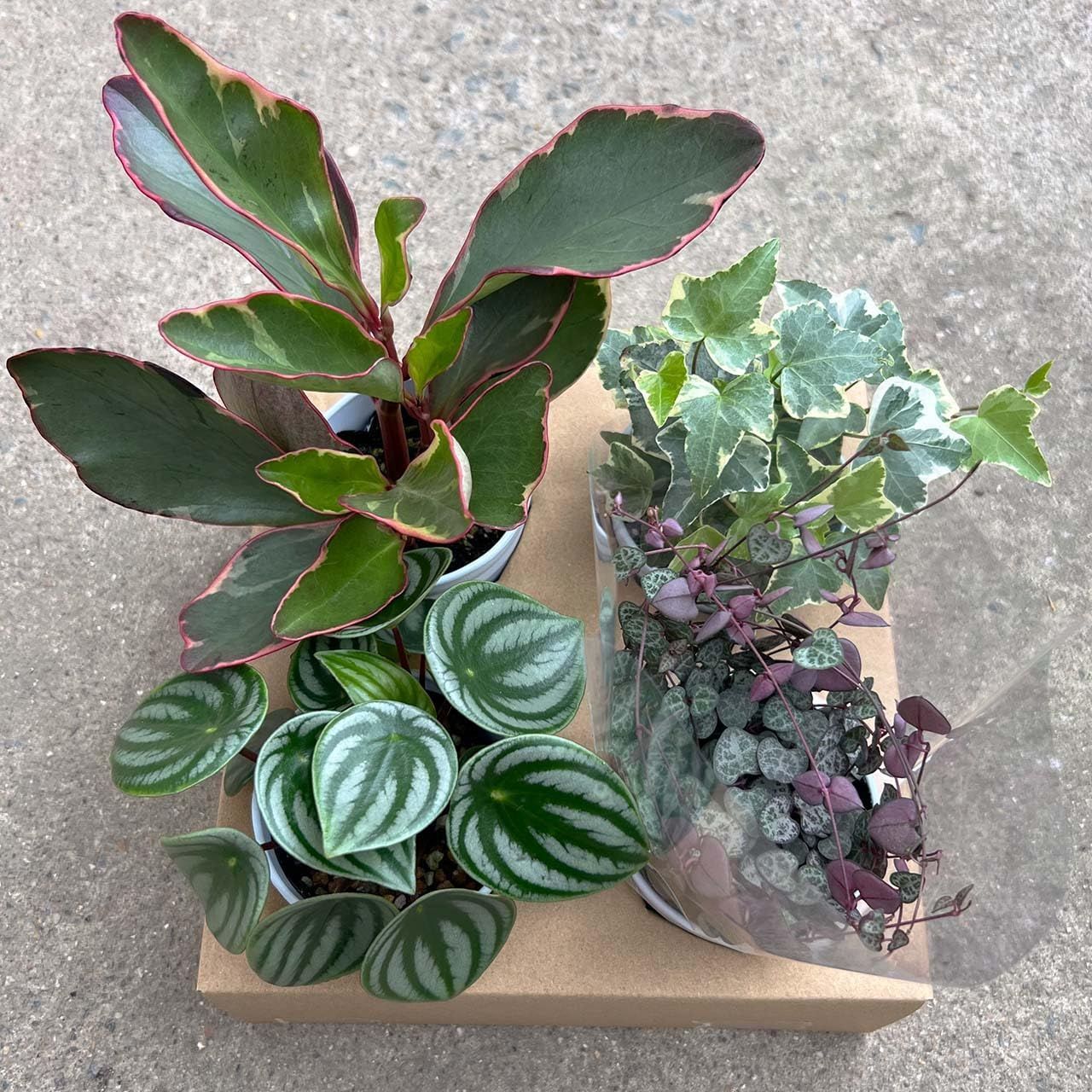 野上千晶 ねこたまママ 植木鉢 野上千晶さん☆ねこたま植木鉢＋picnic