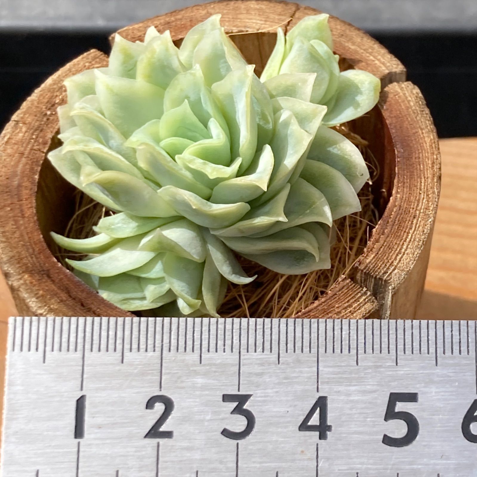 新入荷・送料込】エケベリア 韓国苗 バイオレットクイーン錦 新入荷・送料込】エケベリア 韓国苗 バイオレットクイーン錦