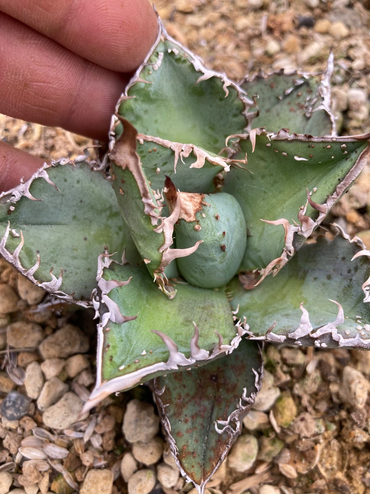 【親株】チタノタ 麻花龍 子株1つ付き 検）ブツブツ、オアハカ、実生 アガベ チタノタ 麻花龍 【台湾 berlin産/子株/抜き苗】C BE2402602(T)