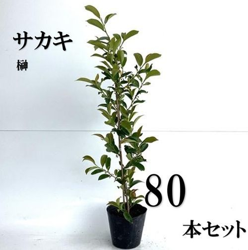 80本セット サカキ ホンサカキ 本榊樹高0.6m前後15cmポット