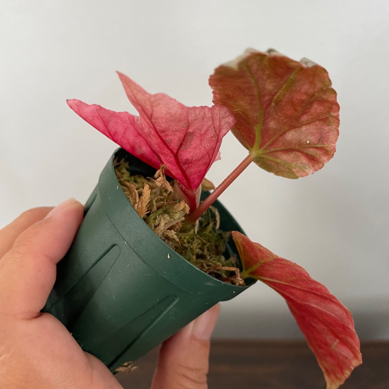 1 Begonia  Capped pink ベゴニア スノーキャップド Begonia Snow Capped pink ベゴニア スノーキャップド