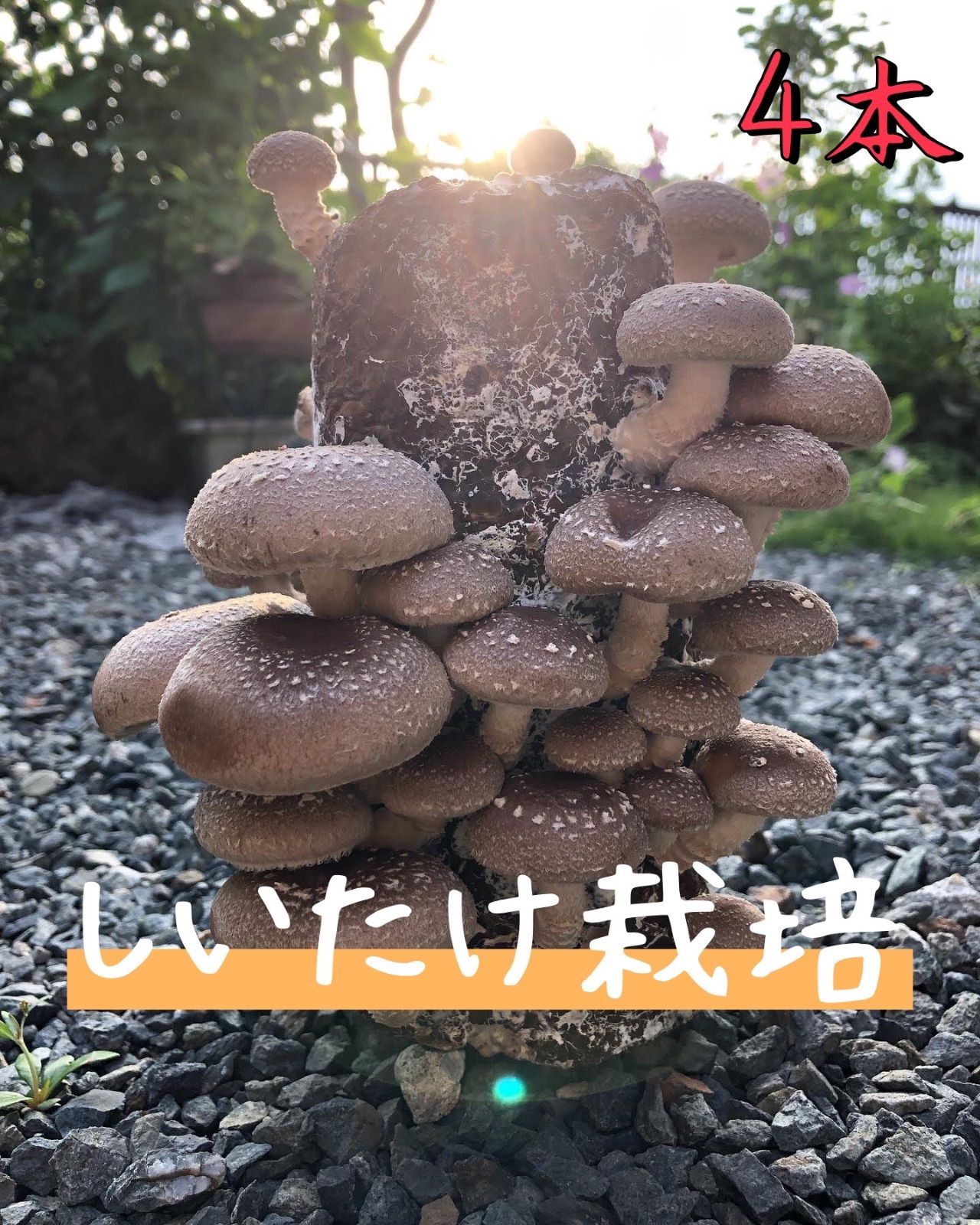 椎茸栽培キット‼️お家できのこ狩り♪20cm 4本‼︎ - 青木農園 - メルカリ