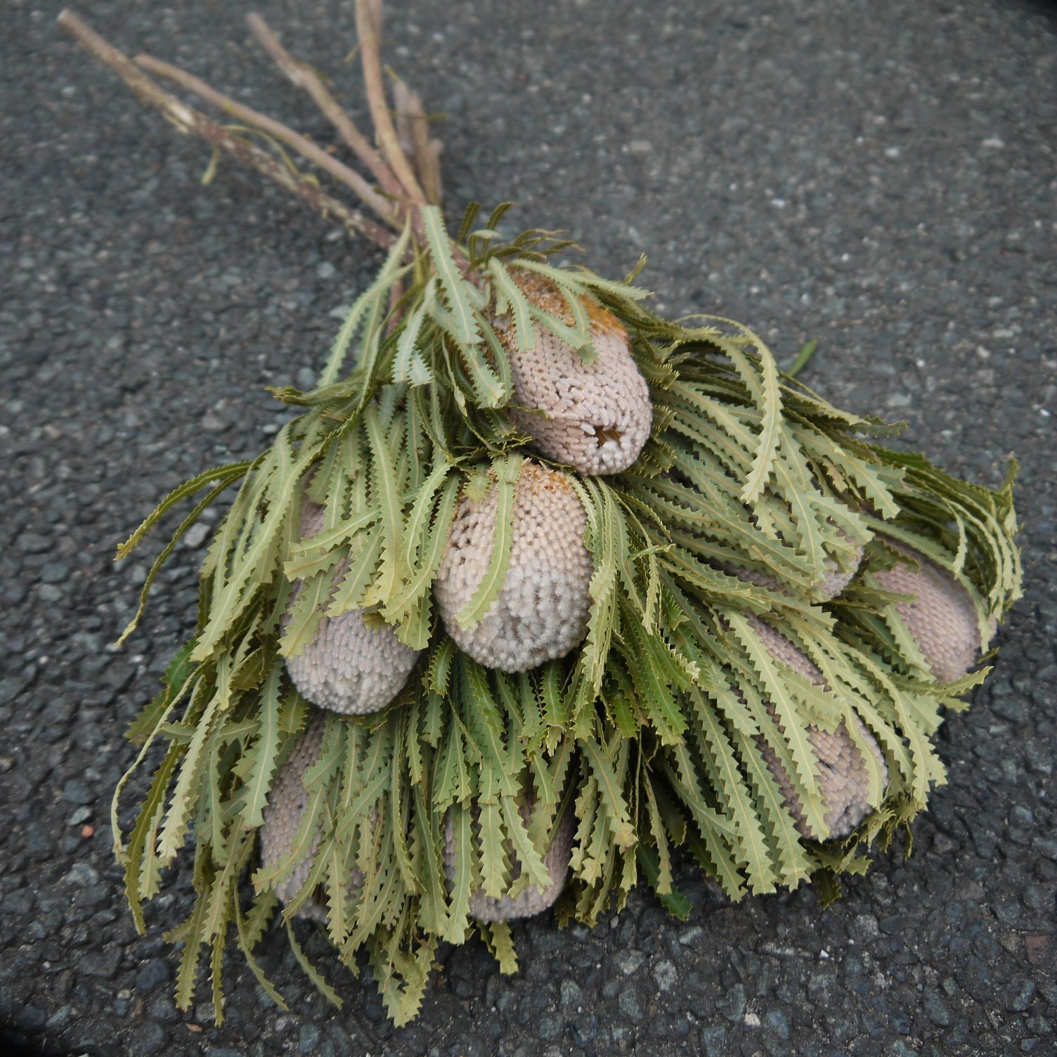 ⭐️バンクシア・フーケリアーナ⭐️ 60cm 8本 送料込 ネイティブ  