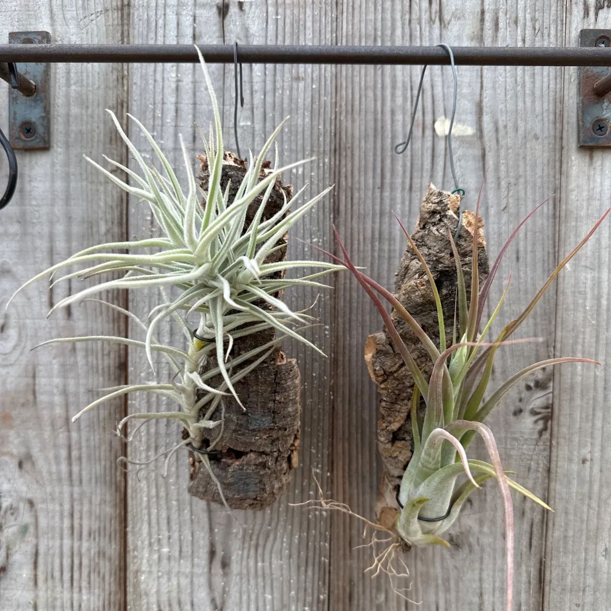 【健太郎】ティランジア2点セット 健太郎】ティランジア2点セット 健太郎】ティランジア2点セット STORES