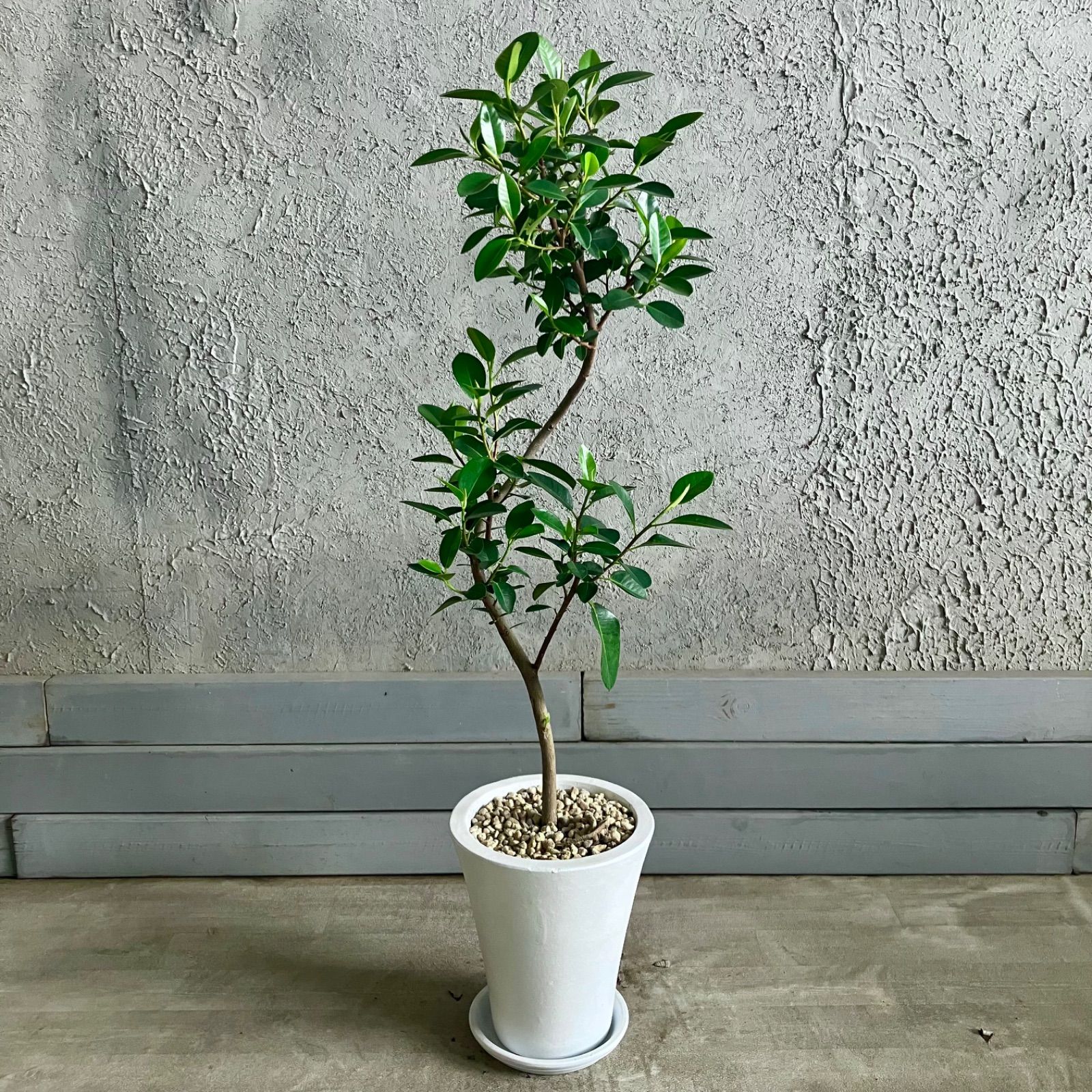 美形 曲がり仕立て フィカス フランスゴム 7号 テラコッタ鉢植え ホワイト 受け皿付き YUZUMIYA_COM