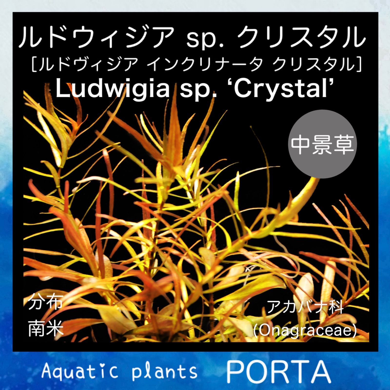 育成中【輸入便・レア種】ルドウィジア sp クリスタル - 魚用品/水草