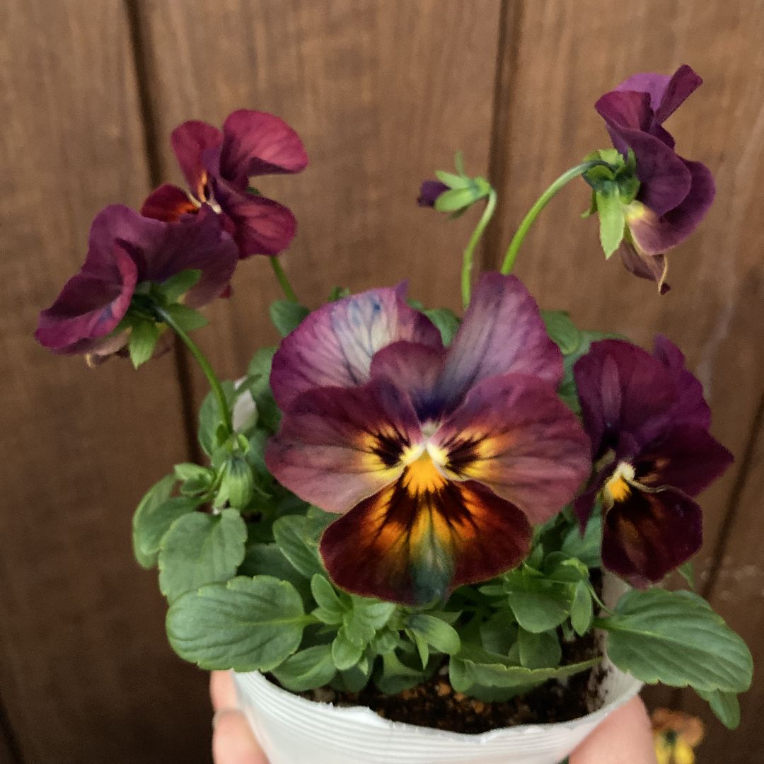 ビオラ♡ゆうやけ♡アンティークカラー♡3.5号♡3個セット♡ポットごとメルカリ便 ビオラ♡ゆうやけ♡アンティークカラー♡3.5号♡3個セット♡ポットごと