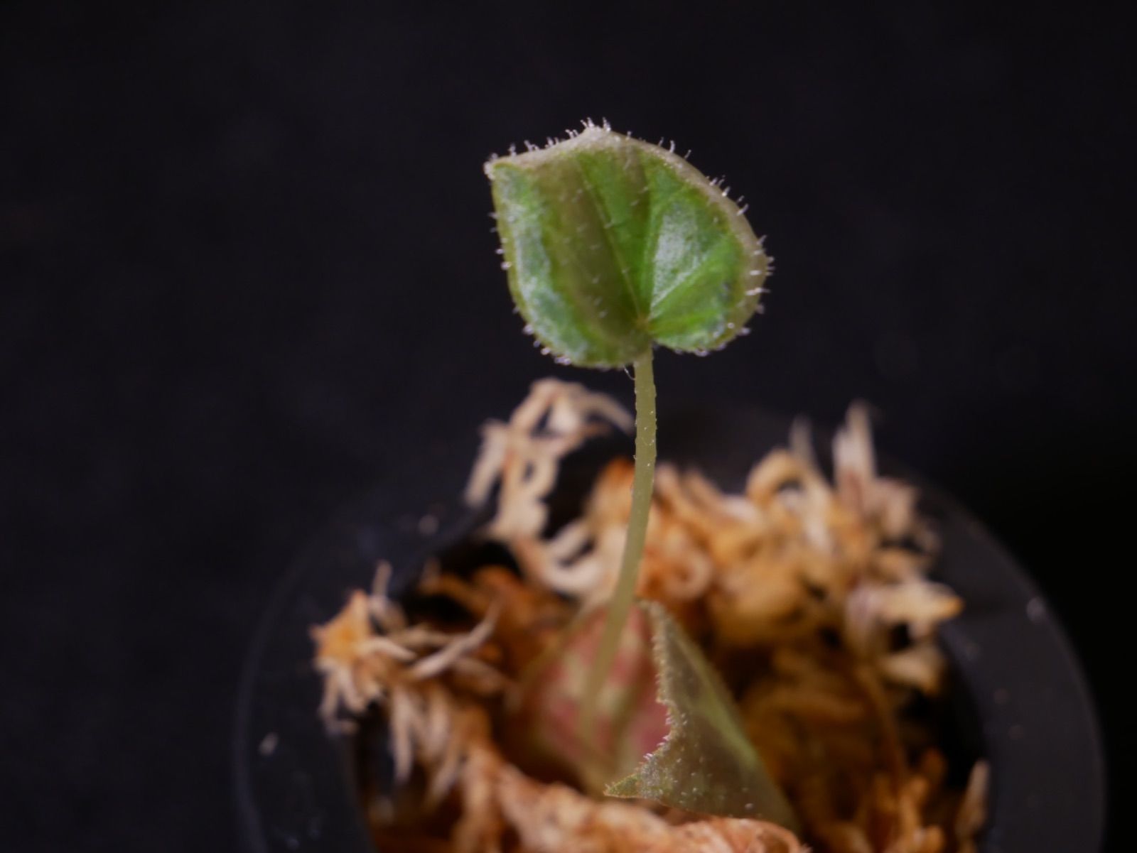 原種ベゴニア】Begonia barsalouxiae バルサロウクシエ - メルカリ