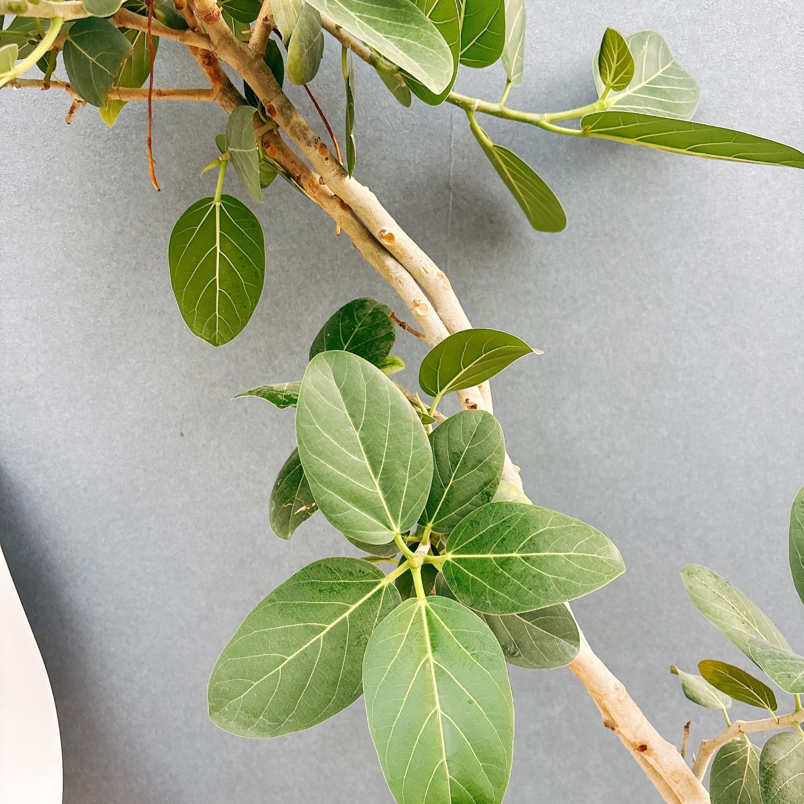 ［現品］3番　フィカス　アルテシマ　8号　観葉植物　室内　大型　ゴムの木　斑入り 現品］3番 フィカス アルテシマ 8号 観葉植物 室内 大型 ゴムの木