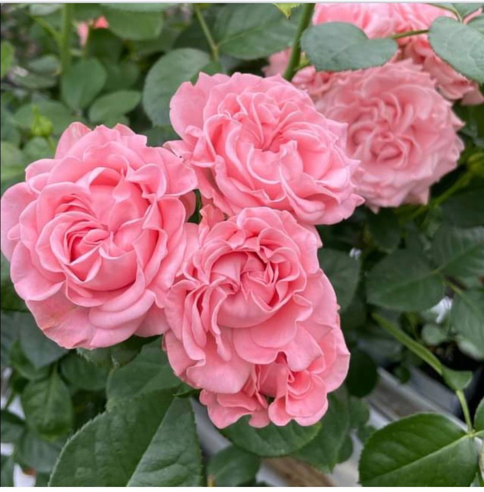 バラ苗 新苗育成苗 18cmポット 花千鳥 : Apple Roses - 通販