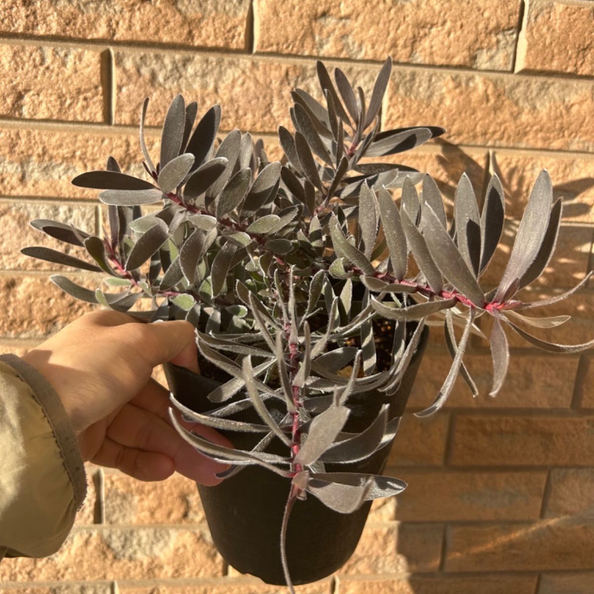 希少 リューカデンドロン エボニー デュリフ 5号 苗 植物