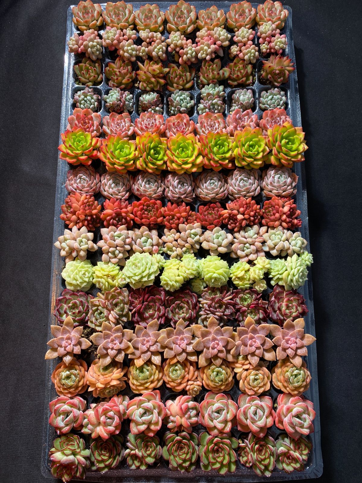 多肉植物 エケベリア