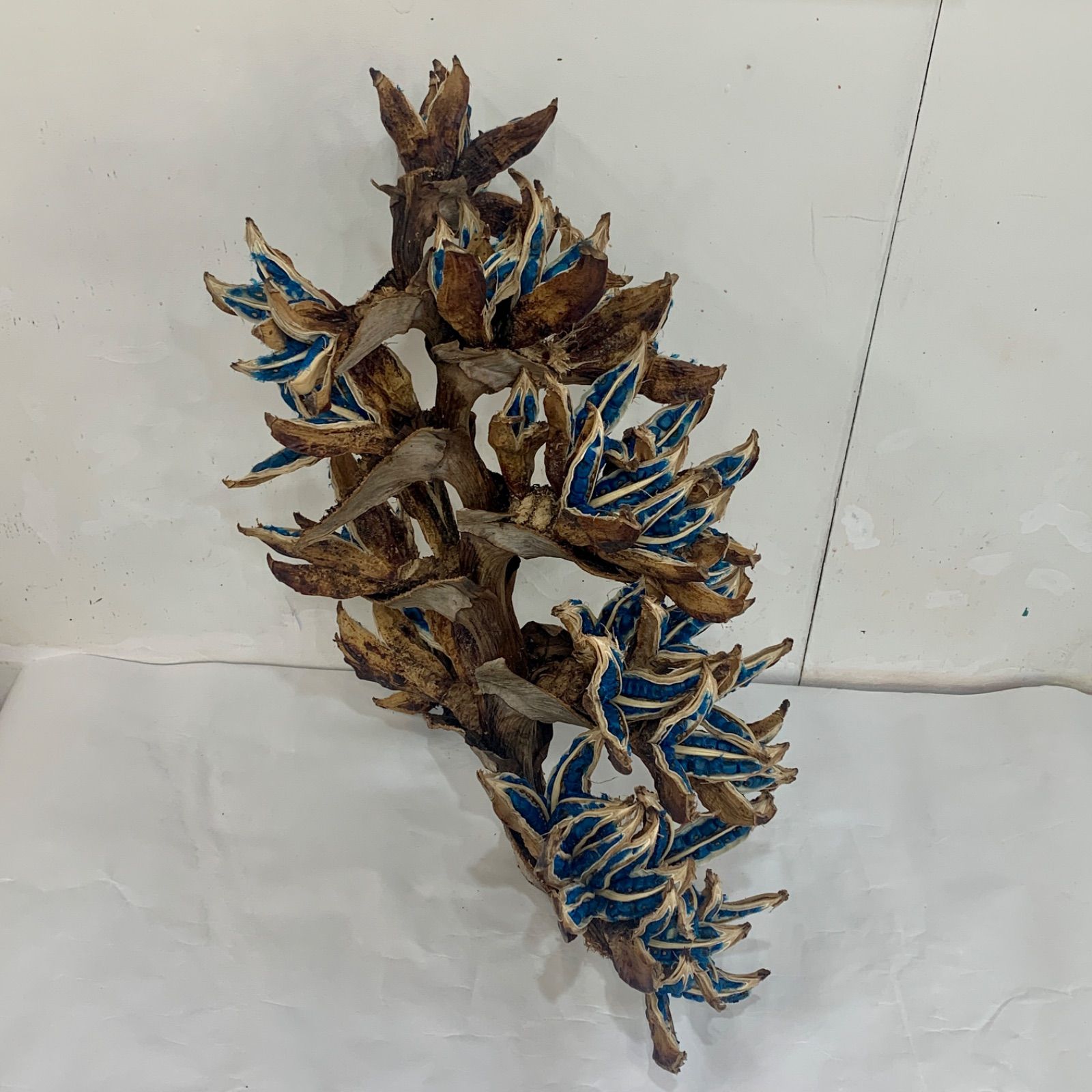 ①旅人の木開花前　９節 ①旅人の木開花前 9節 旅人の木開花前8節