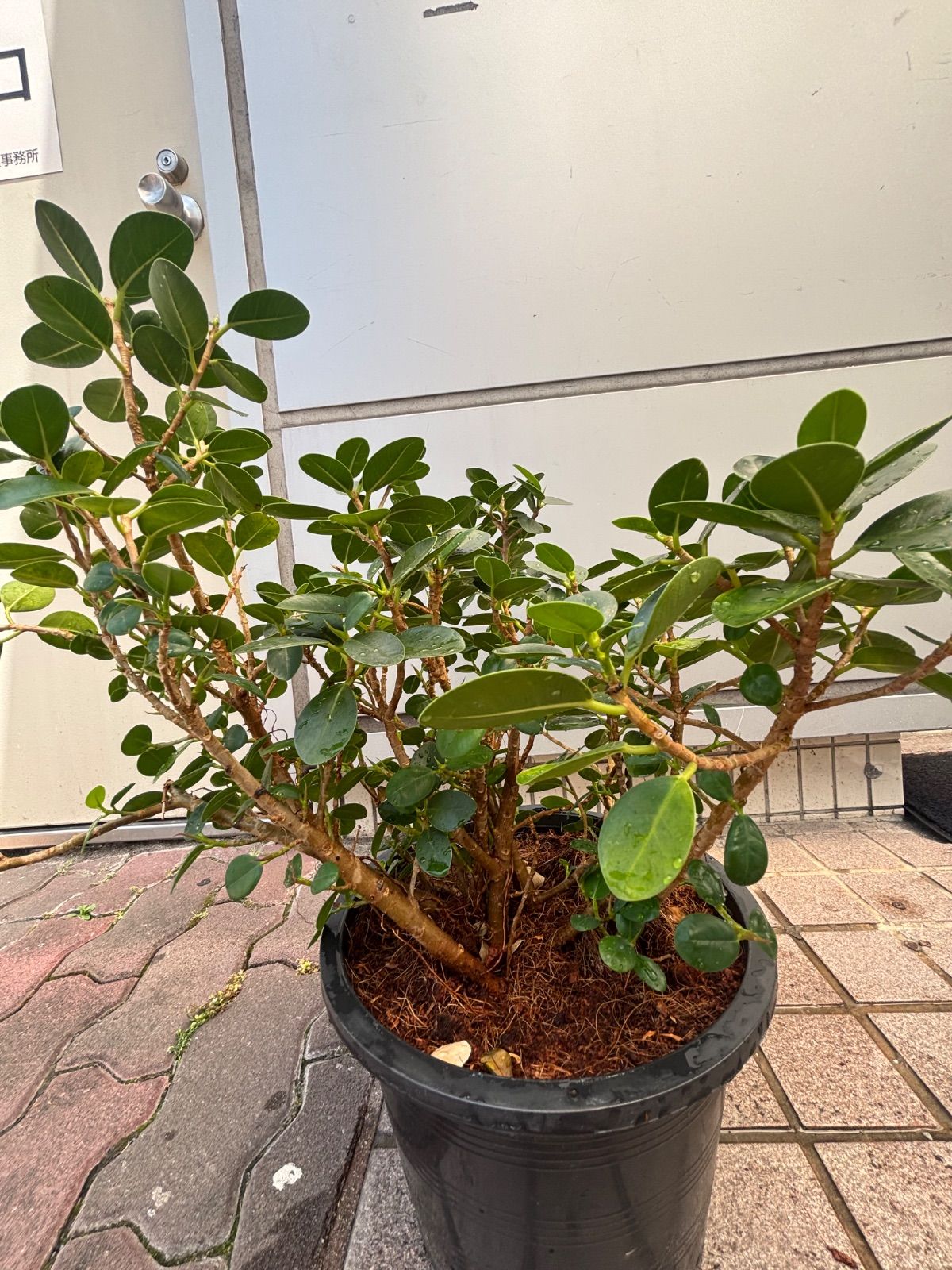 現品】ガジュマル 8号 黒鉢（2） ガジュマル 鉢 おすすめ