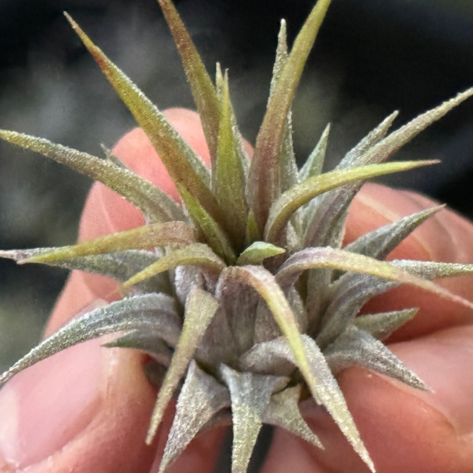 チランジア イオナンタ ディファレンテ/ディファレント Tillandsia