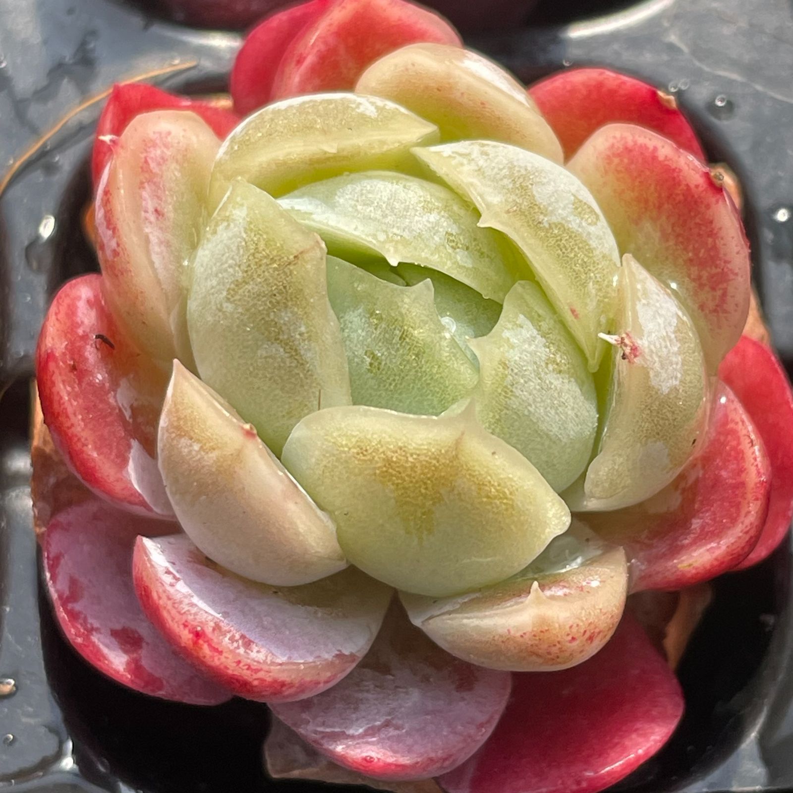 9苗セット エケベリア 土と根付きの苗 多肉植物 送料無料 韓国苗 9苗セット エケベリア 土と根付きの苗 多肉植物 送料無料 韓国苗
