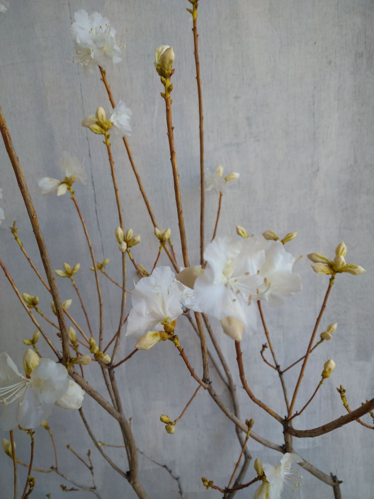 白花タンナゲンカイツツジ/希少種【現品発送】管理70243 白花タンナゲンカイツツジ 白花タンナゲンカイツツジ/希少種【現品発送