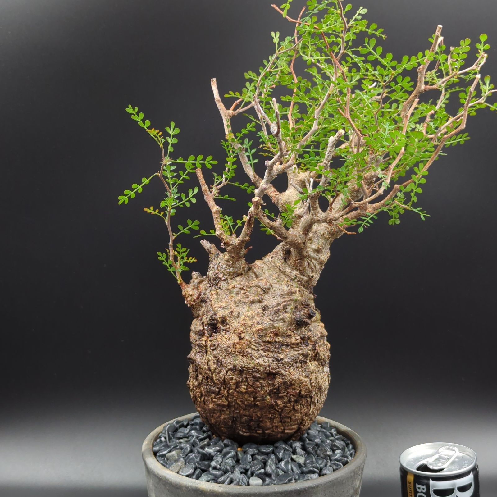 RAFLUMコレクション】オペルクリカリア パキプス 【現地球/発根済み