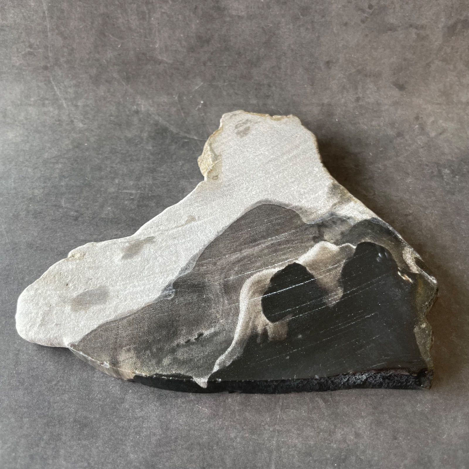 フォロー割あり】インドネシア産︎Petrified Wood ペトリファイド