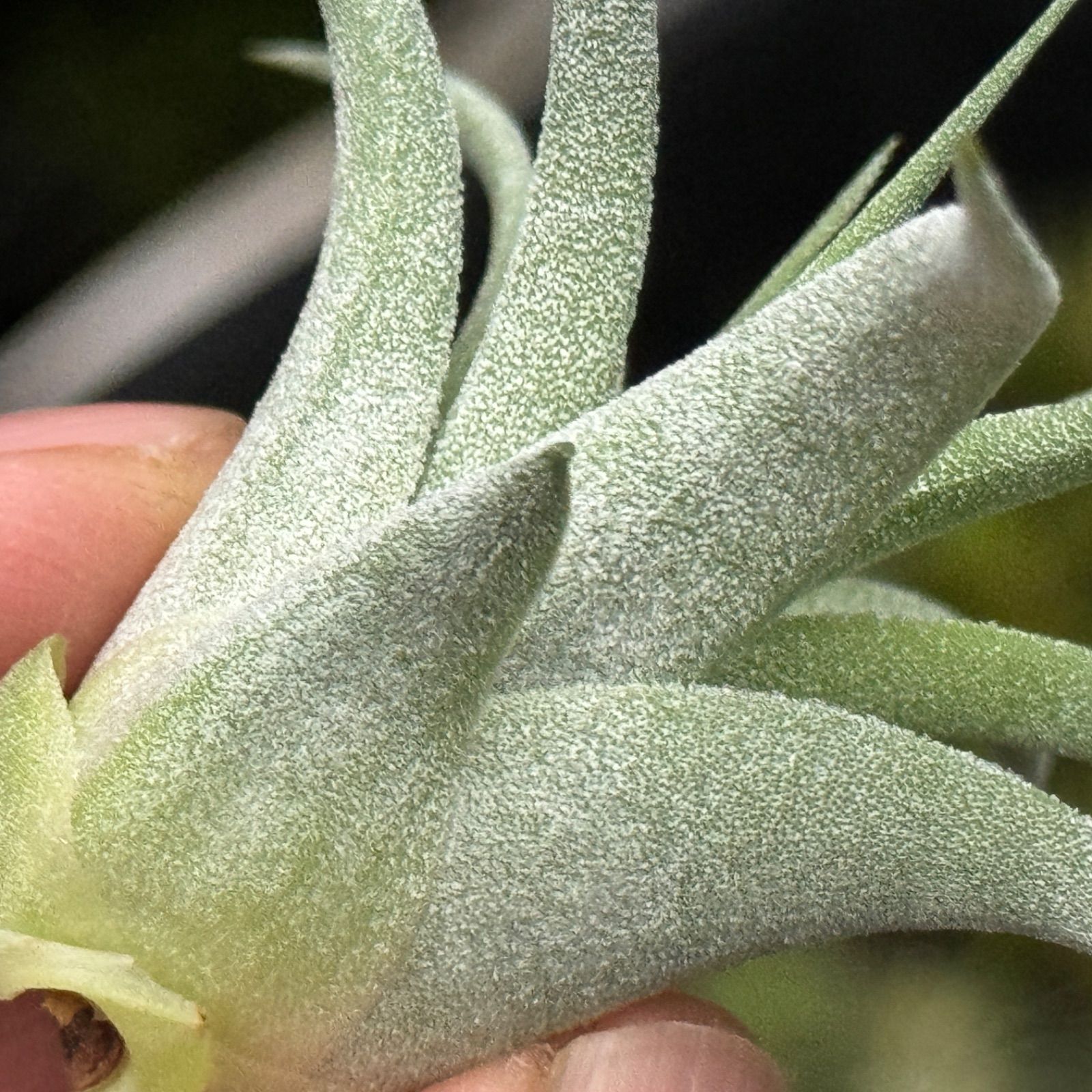 チランジア イオナンタ マキシマ アルビノ Tillandsia ionantha var