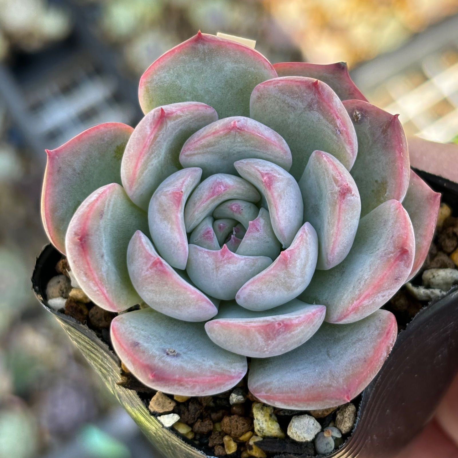 多肉植物 キャロライン 韓国苗 【公式通販】