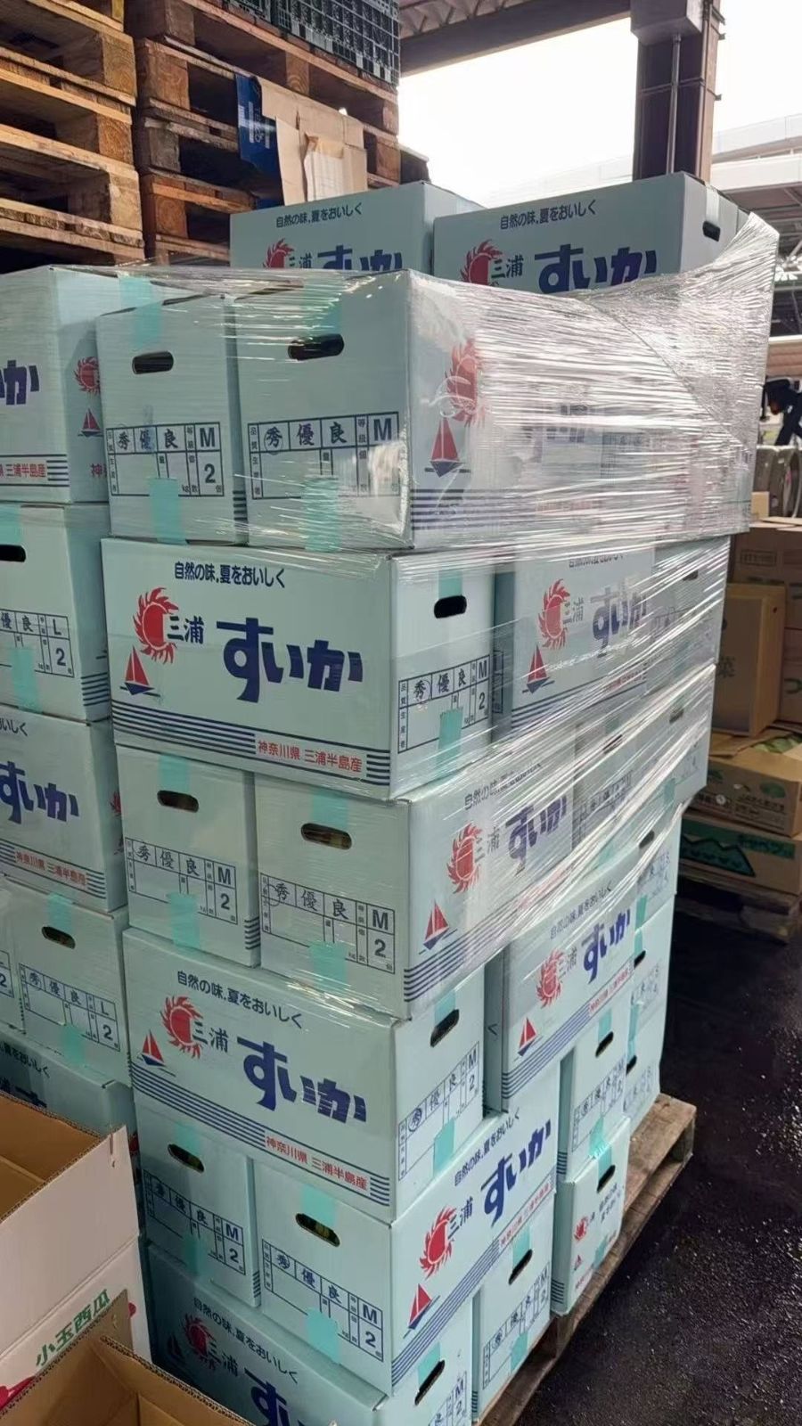 業者直販+激安値段　三浦産 秀品 超大玉スイカ 4L 約9kg*2玉 発送 業者直販+激安値段 三浦産 秀品 超大玉スイカ 4L 約9kg*2玉 発送
