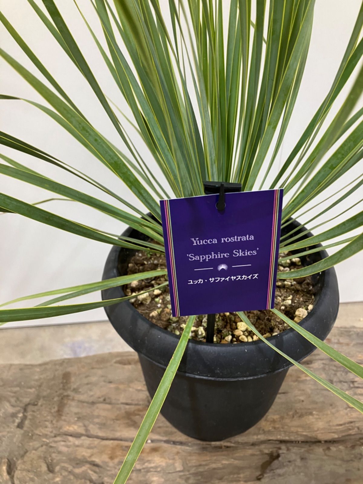 ユッカ ロストラータ サファイアスカイ 8寸 観葉植物 ドライ