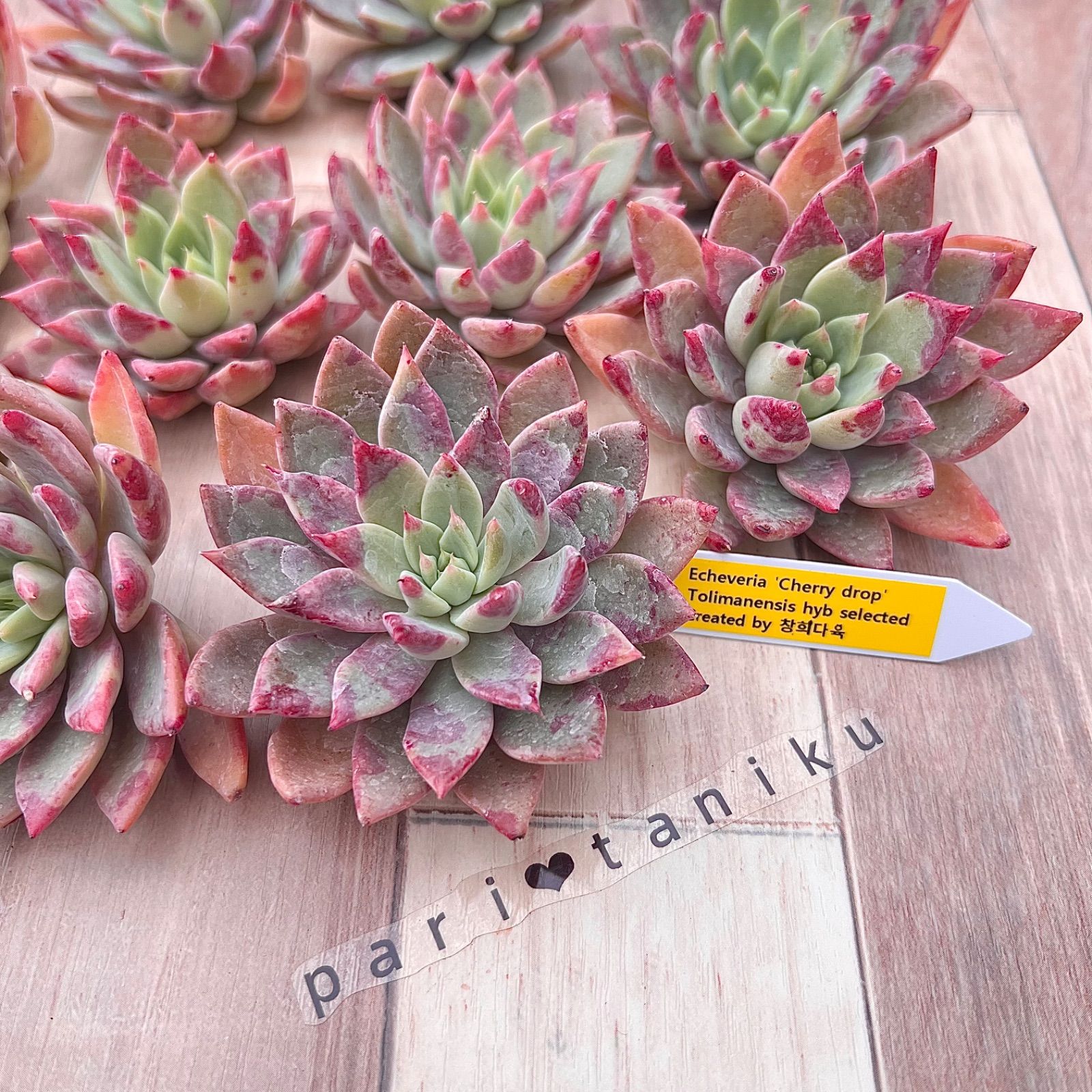 多肉植物 チェリードロップ チャンフィ苗 韓国苗 - メルカリ