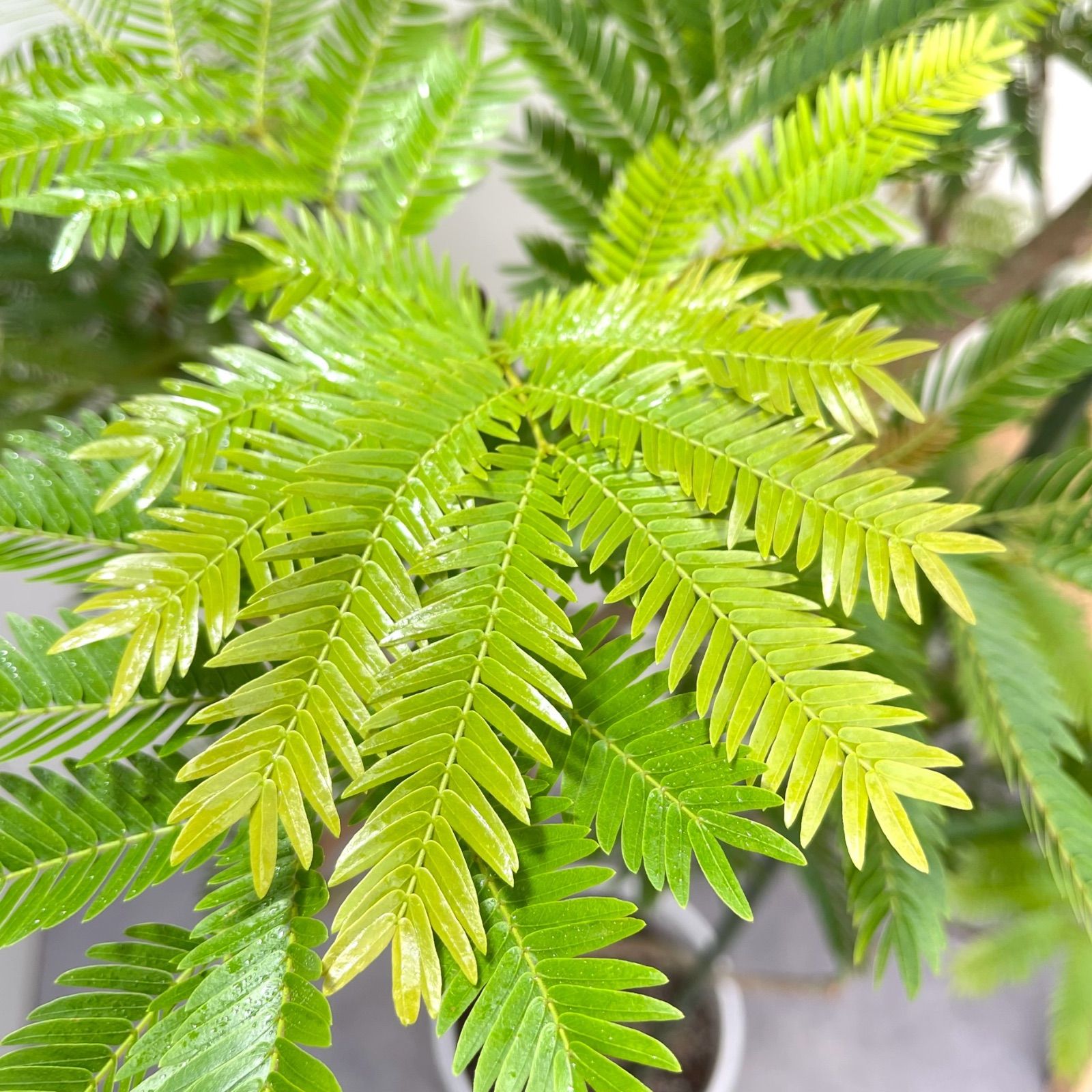 エバーフレッシュ 曲がり 10【現品】観葉植物 室内 大型 幹太 - メルカリ 