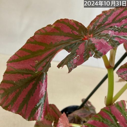 訳あり特価】観葉植物 ベゴニア ブレビリモーサ エキシオティカ