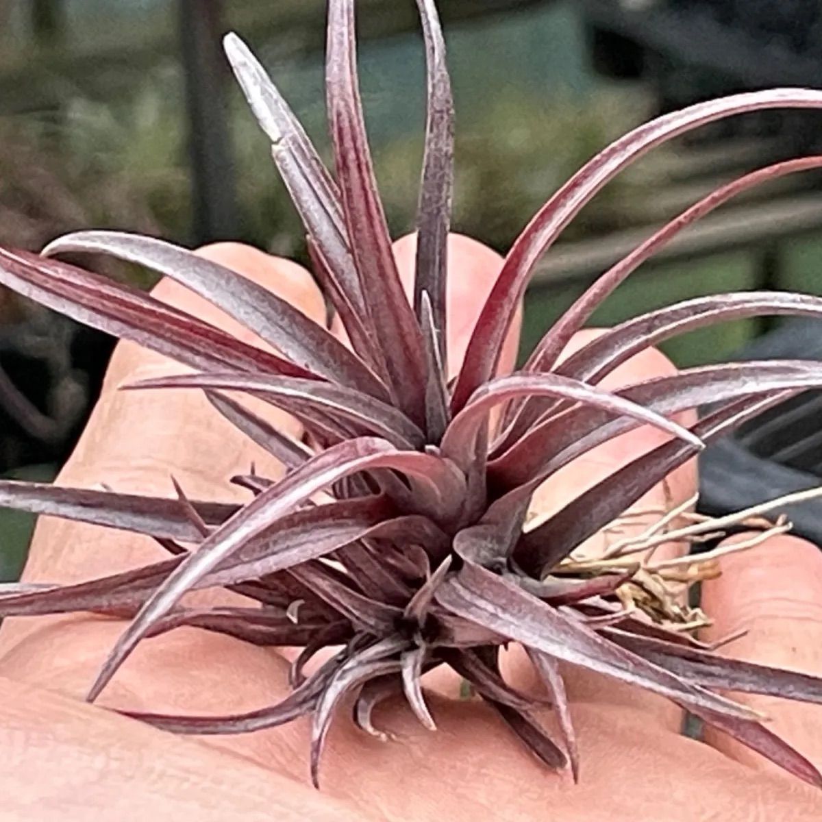 チランジア カピタータ ドミンゲンシス Tillandsia capitata var