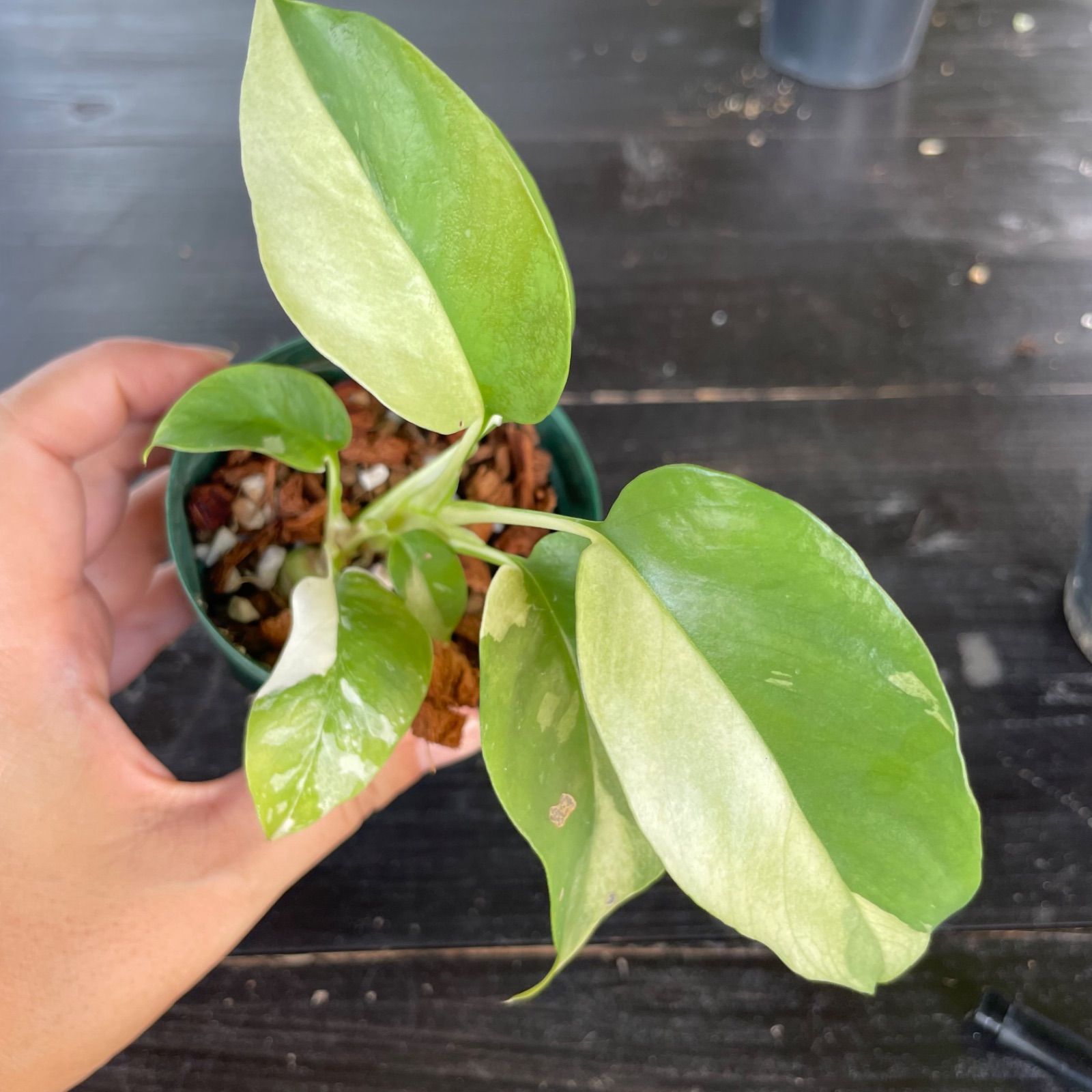 斑入り ヒメモンステラ ラフィドフォラ テトラスペルマ バリエガタ