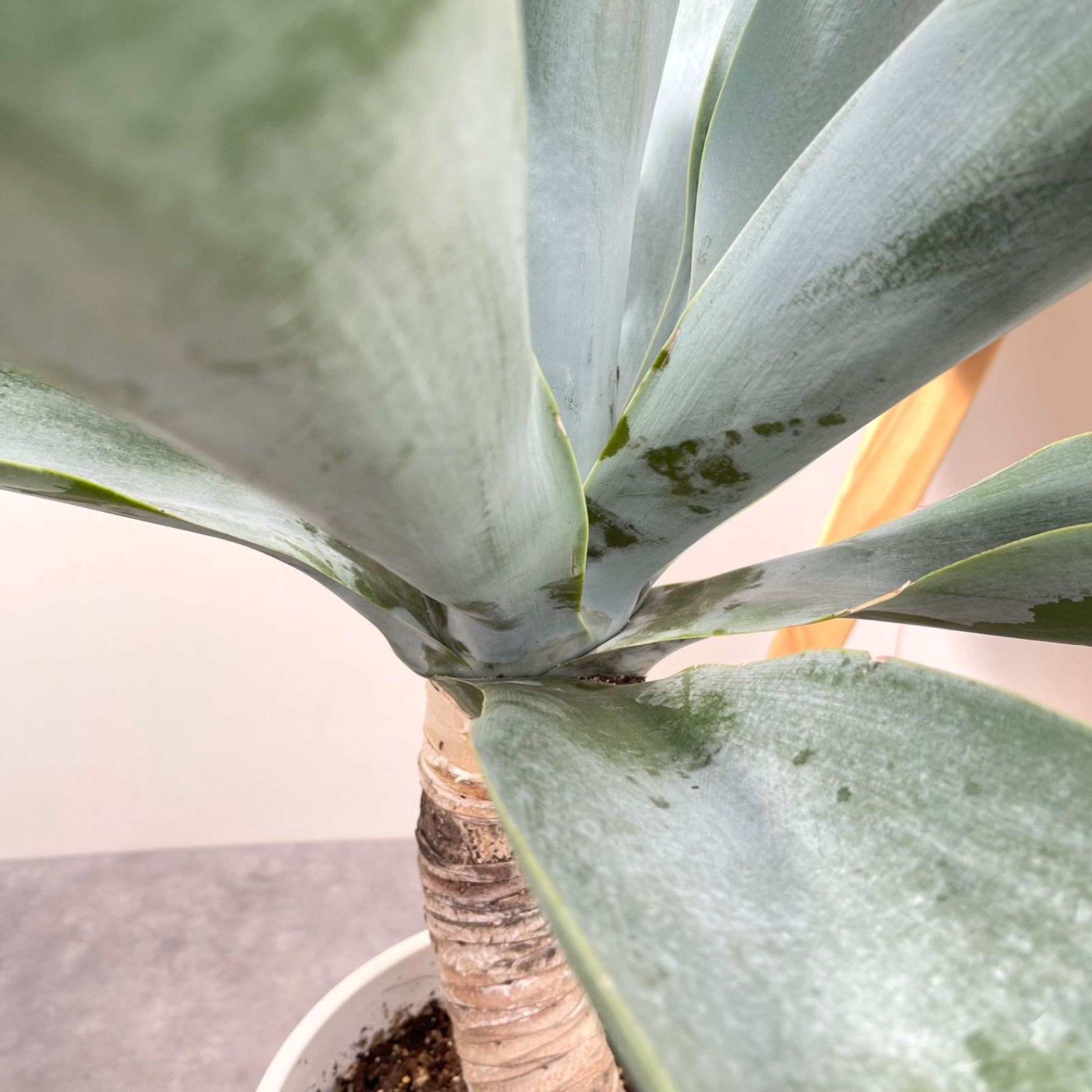 現品］【希少】92A アガベ アテナータ ボーチンブルー 8号 大型 レア