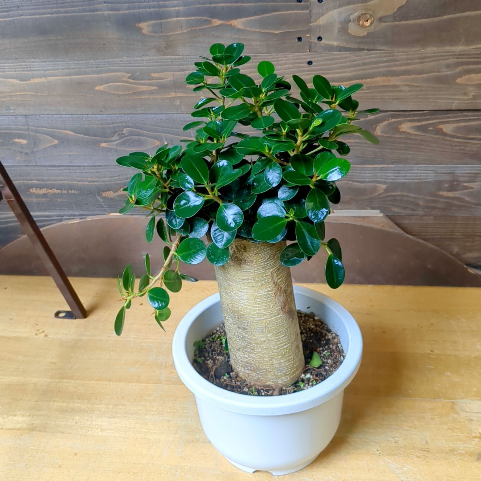 aパンダガジュマル 8字仕様 8寸 接ぎ木パンダ8の字 85cm 観葉植物