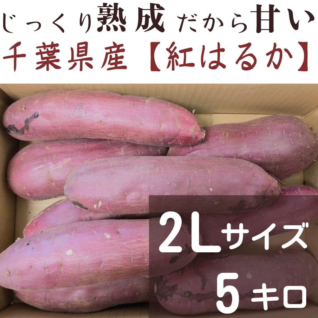 千葉県産 紅はるか 2L 大きいサイズ さつまいも やきいも - 食いしん坊