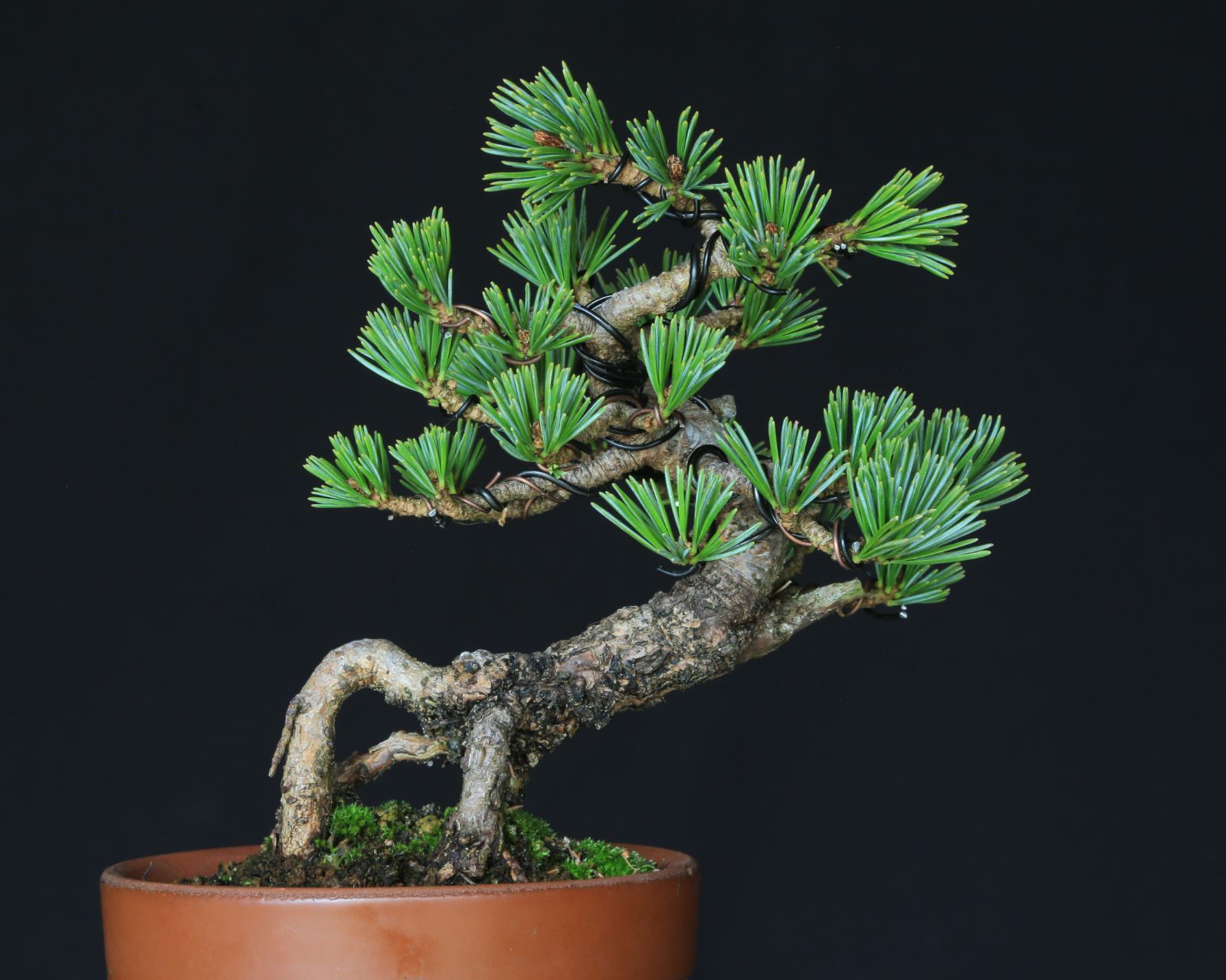 ミニ盆栽 小品盆栽