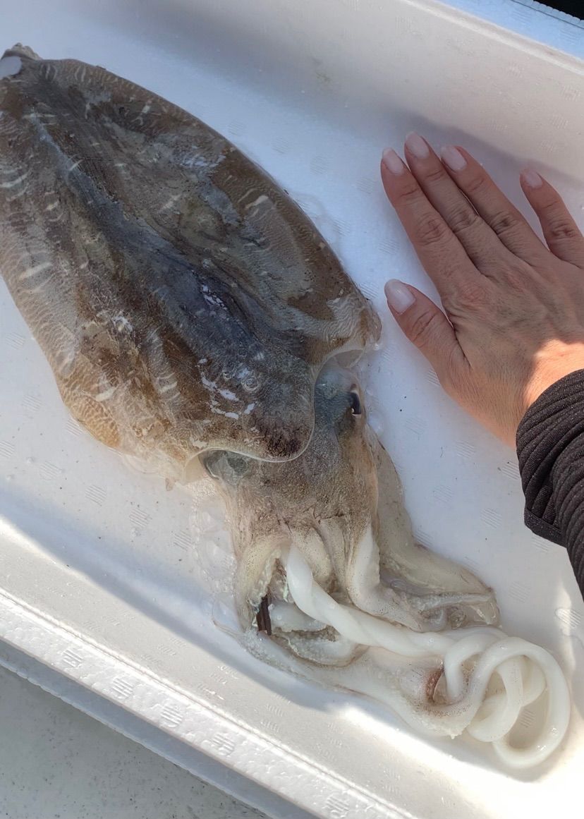 🌼再販🌼】お試し 愛媛 今治産 イカ 烏賊 詰め合わせ 鮮魚