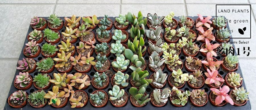 魂の植物 エドワード・バッチ エドワ-ド・バッチ魂の植物: バッチの花療法への新しい洞察