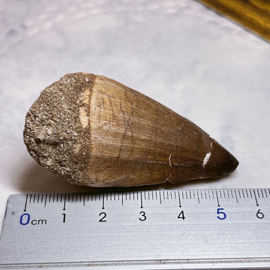 E10509】 モササウルスの歯 化石 恐竜 モササウルス 歯 化石標本
