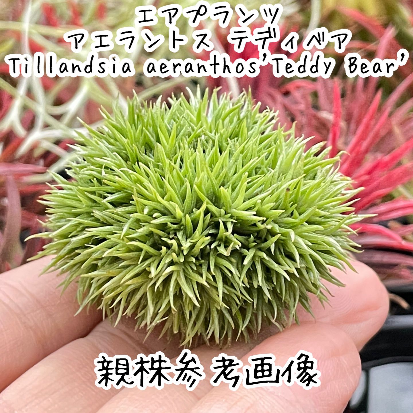 チランジア アエラントス テディベア Tillandsia aeranthos Teddy Bear