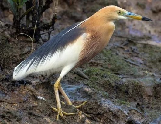 ジャワアカガシラサギ（javan pond heron）全身骨格標本 - メルカリ