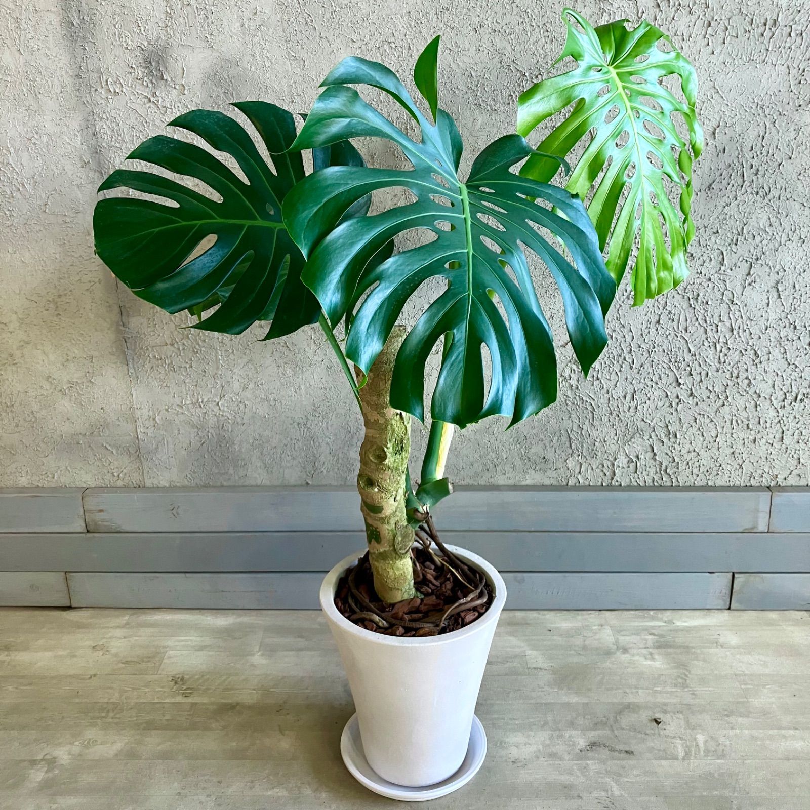 大型 幹極太 根上がり モンステラ デリシオーサ 9号 テラコッタ