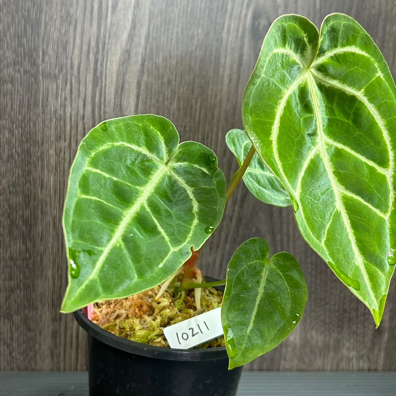 アンスリウム・レガレ / Anthurium Regale⑱ アンスリウム レガレ