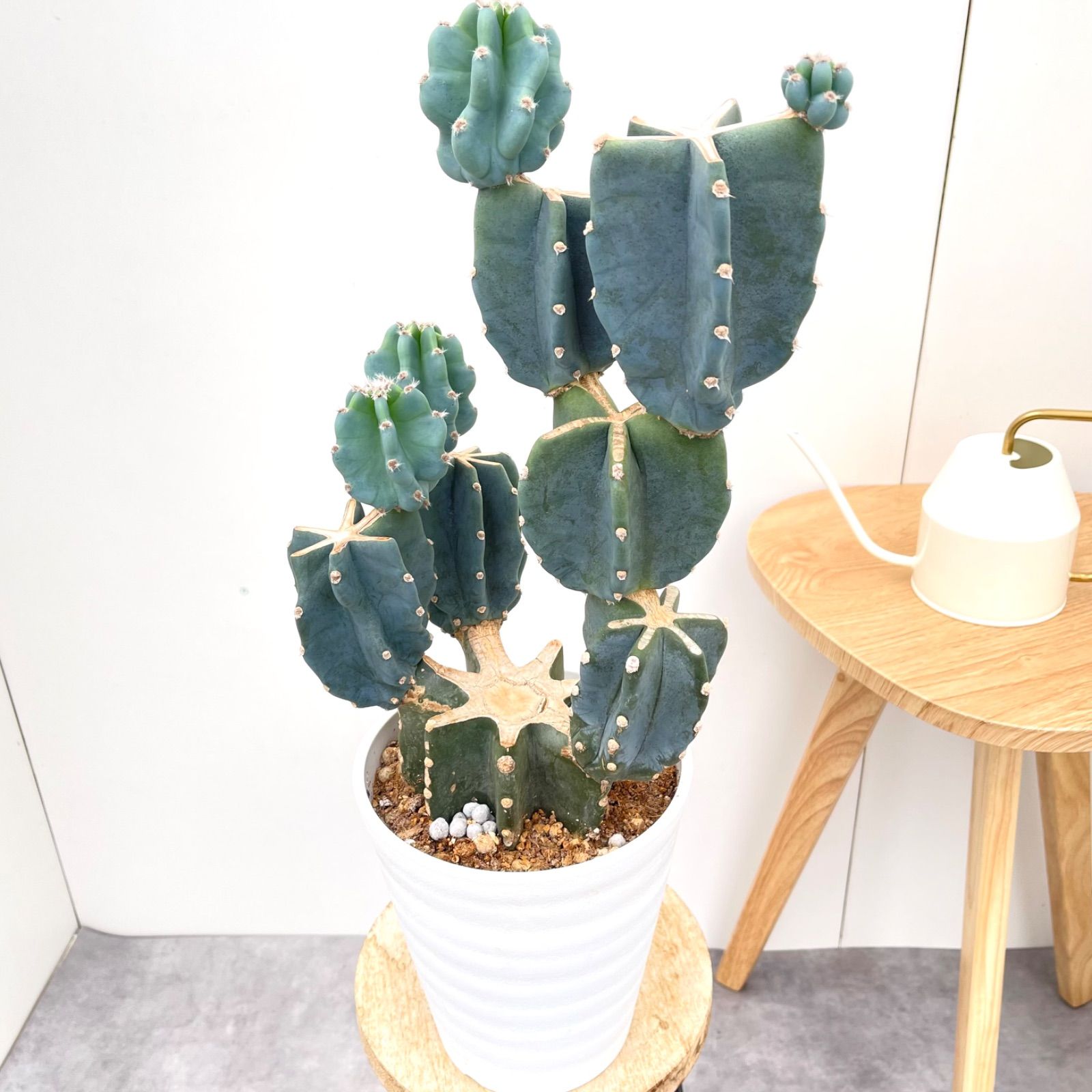 大人気 テリ最強 天女クラス 8.5-9mm K18ピアス 冠婚葬祭 入学入園