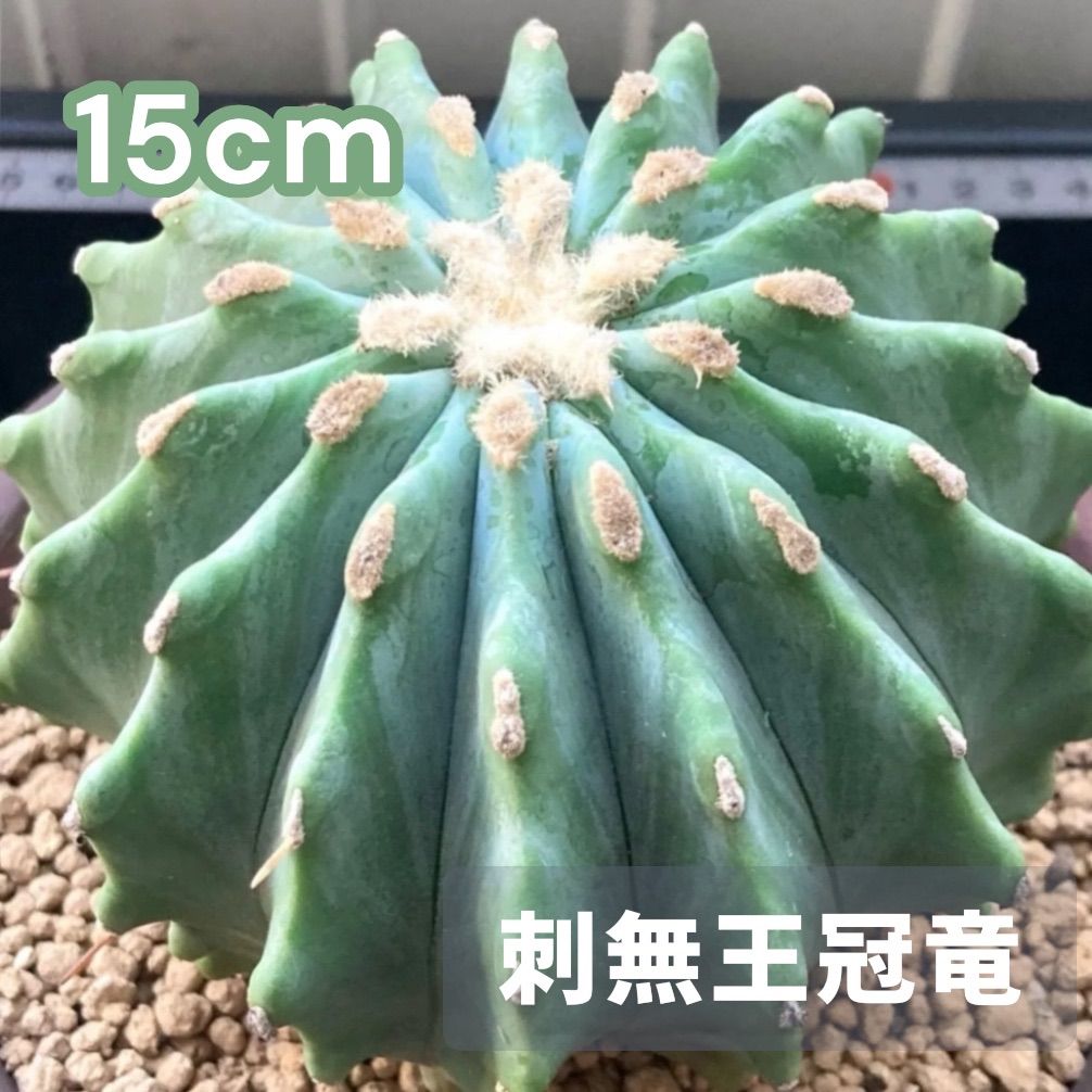 F】フェロカクタス・王冠竜 良株 多肉植物 サボテン フェロカクタス 刺