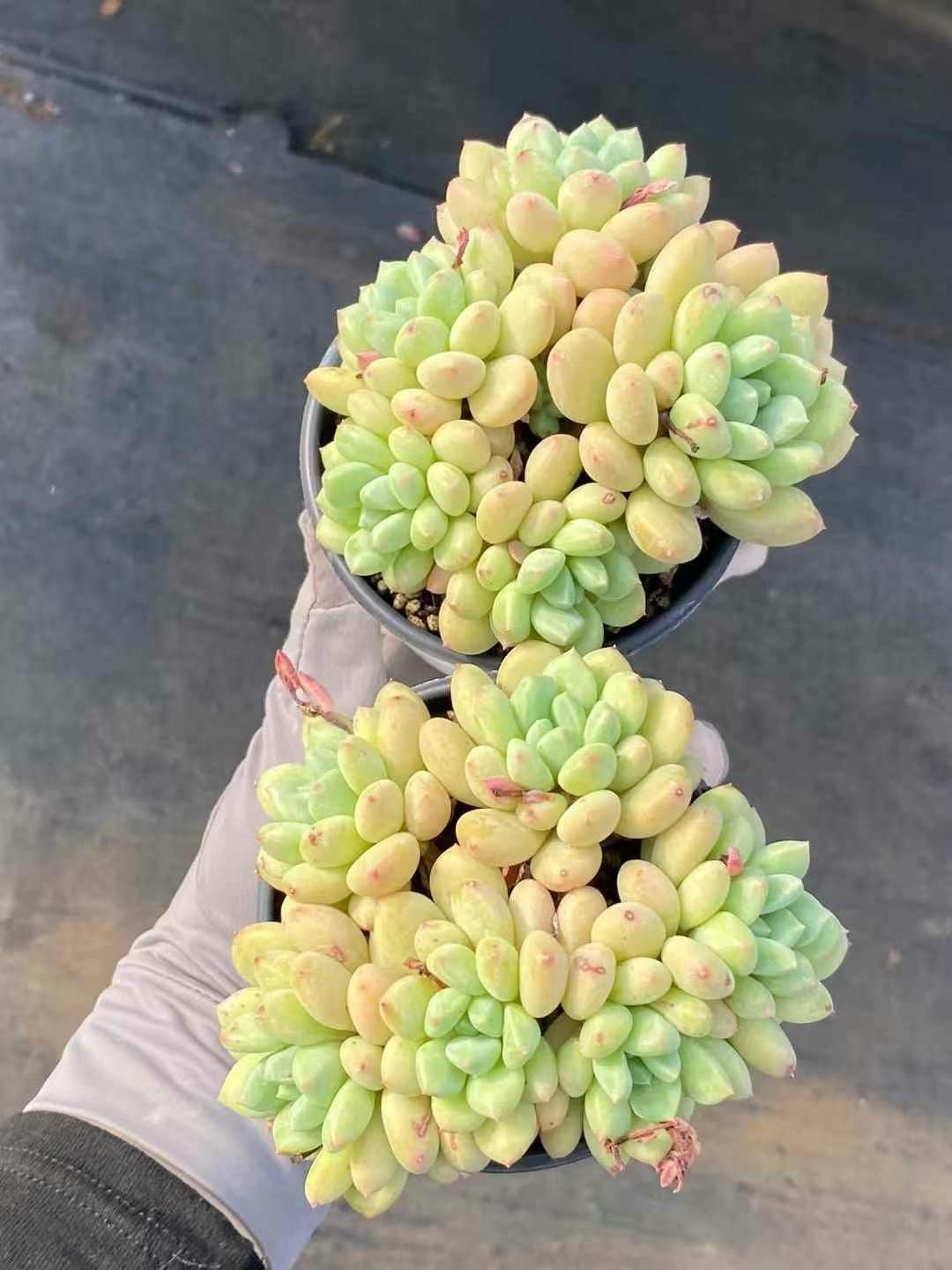 抜き苗 ゼルダ姫6頭から MY136×18株 ふっくら 多肉植物