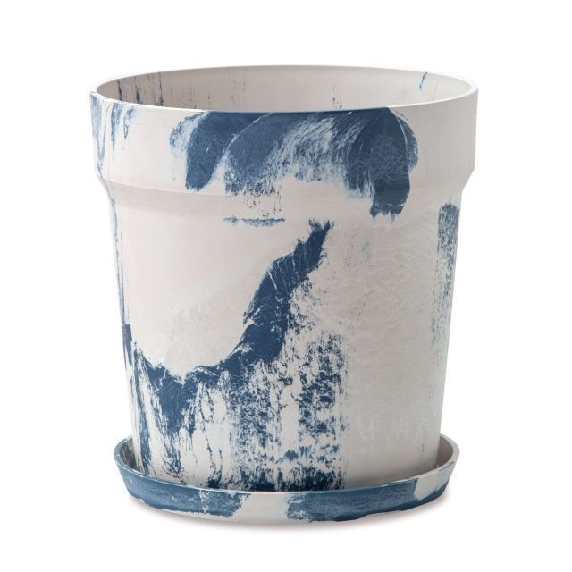 アガベ チタノタ × ブルーグロー 子株 ハイブリッド アガベ チタノタ