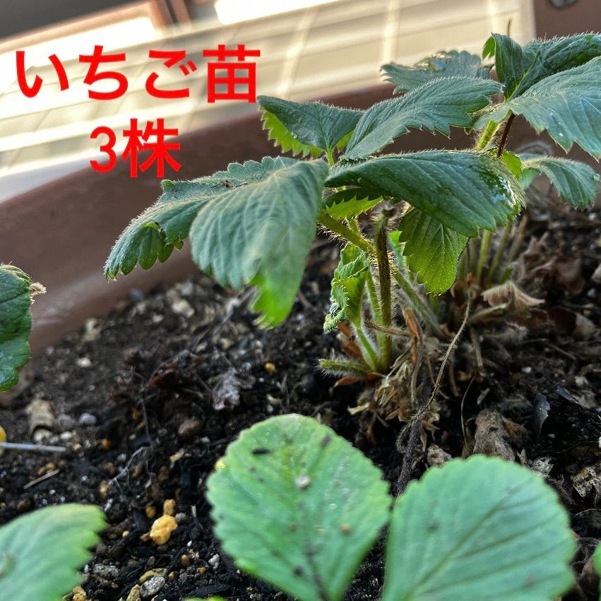 いちご苗 3株 (無農薬) - メルカリ
